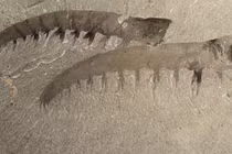 Anomalocaris – sinh vật khổng lồ của đại dương 500 triệu năm trước