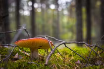 Vẻ đẹp mê hoặc của nấm Russula emetica và những nguy hiểm tiềm tàng