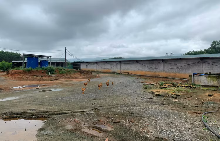Trang trại nuôi lợn được xây dựng “trái phép” trên đất rừng sản xuất.