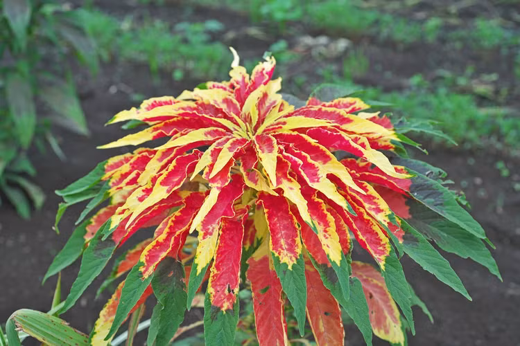 Tiet lo cuc thu vi ve cac loai cay thuoc ho rau den-Hinh-2