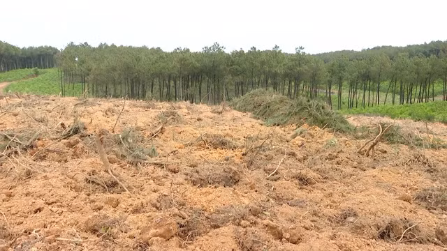 Hiện trường vụ chặt phá rừng...