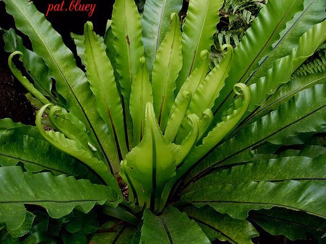 Ky thu loai cay giong het to chim, trong lam canh cuc dep
