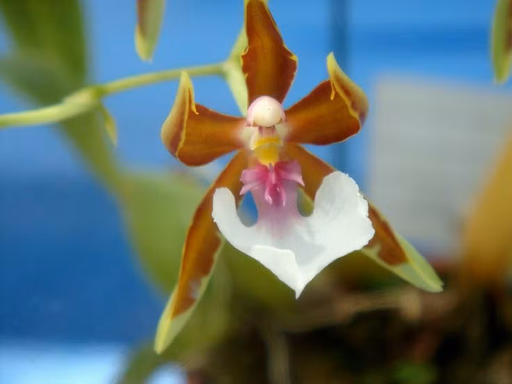 Ky thu loai hoa trong nhu vu nu nhay mua, nhieu nguoi san lung-Hinh-6
