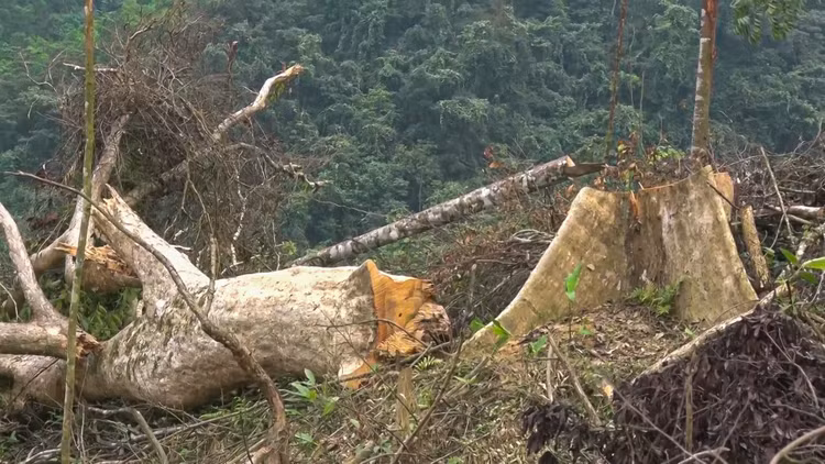Nhiều cây gỗ có tuổi đời hàng chục năm bị "lâm tặc" đốn hạ.