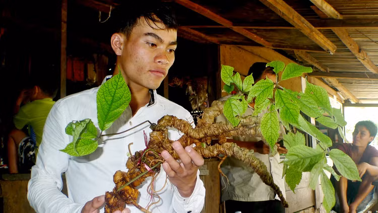 Can canh loai cay “than duoc” cua Viet Nam ca the gioi san lung-Hinh-7