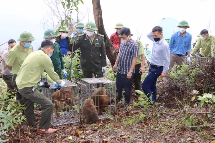 Lực lượng chức năng tổ chức thả số động vật hoang dã về môi trường tự nhiên.