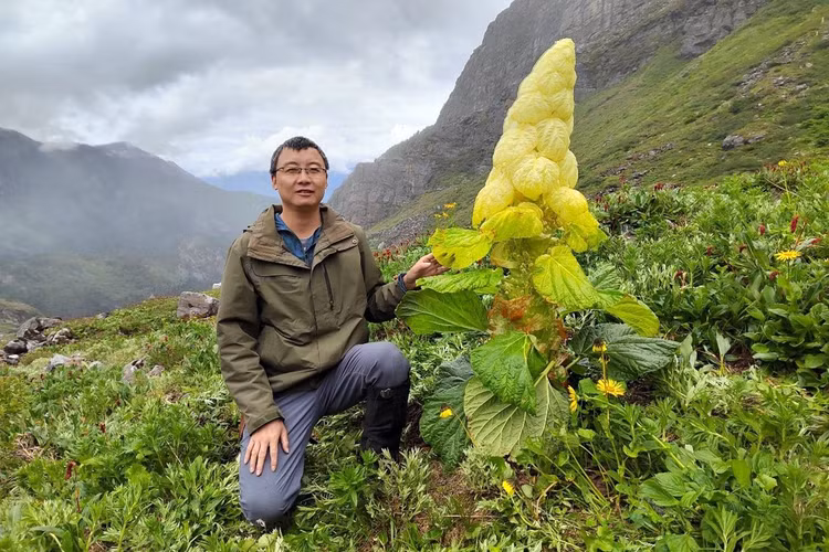 Su that bat ngo loai cay “400 nam no hoa mot lan” tren Himalaya-Hinh-11