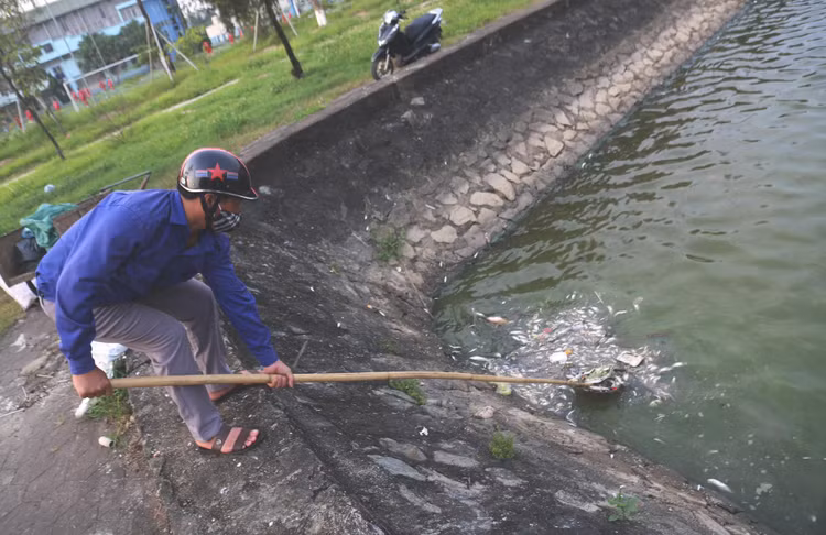 Lực lượng chức năng đang tiến hành thu gom cá chết.