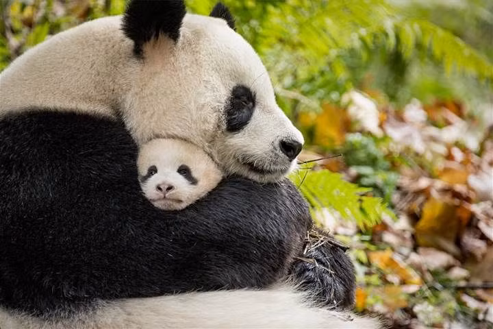 Những điều cực khó tin về loài gấu trúc không phải ai cũng biết - Hình 9 Nhung dieu cuc kho tin ve loai gau truc khong phai ai cung biet-Hinh-9