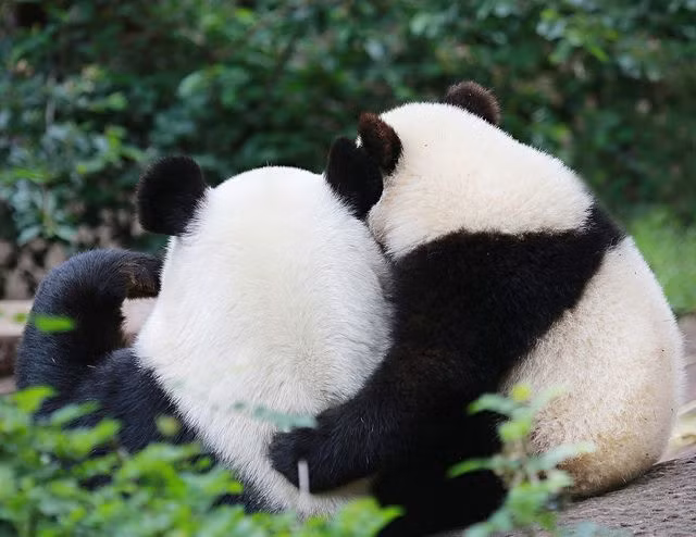 Những điều cực khó tin về loài gấu trúc không phải ai cũng biết - Hình 11 Nhung dieu cuc kho tin ve loai gau truc khong phai ai cung biet-Hinh-11