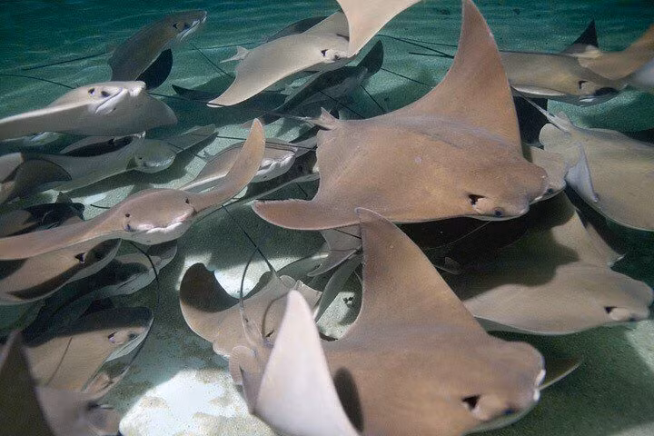 Ngo ngang 15 su that kho tin ve cac loai ca duoi-Hinh-9