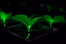 Tạo thành công cây phát sáng bằng chỉnh sửa gene