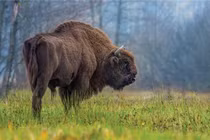 Rừng Białowieża, kho báu tự nhiên cuối cùng của châu Âu