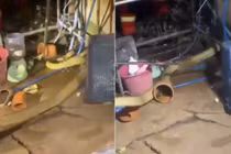 Cuộc truy bắt rắn hổ mang chúa dài 4 mét trong nhà dân