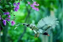 Chim Giẻ cùi mỏ đỏ thu hút dân yêu thiên nhiên tại Hà Nội