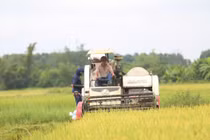 Nông dân Hà Tĩnh khẩn trương thu hoạch lúa trước bão số 5 Kajiki