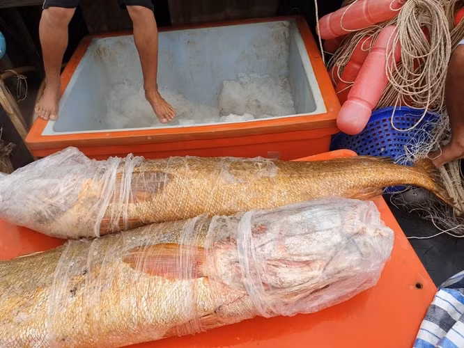 Kinh ngac thu quy nhu vang trong bung loai ca dat nhat Viet Nam-Hinh-3