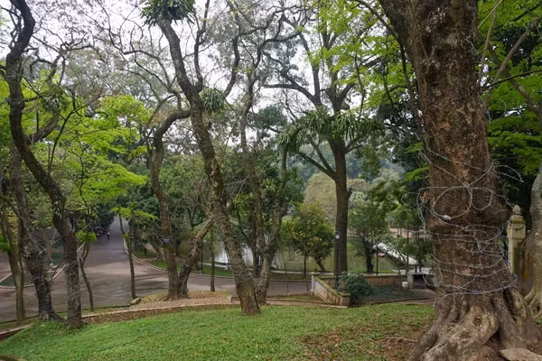 Loai cay go la 'vang lo thien' hien dien tren nui o Ha Noi-Hinh-7