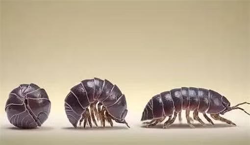 Loài côn trùng bị nhiều người ghét bất ngờ lại là 'kho báu' - Hình 4 Loai con trung bi nhieu nguoi ghet bat ngo lai la 'kho bau'-Hinh-4