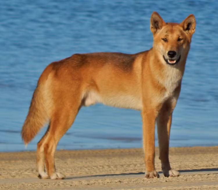 Giai ma dau chan “khung” nghi cua ho o Son La: Giong thu ho Cho-Hinh-10
