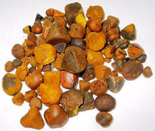 Mo bung ga thay “di vat”, nhieu nguoi tranh nhau tra gia hang chuc ty-Hinh-7