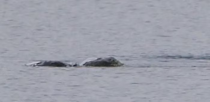 Đang dạo chơi, hốt hoảng thấy quái vật hồ Loch Ness “hiện hồn” - Hình 4 Dang dao choi, hot hoang thay quai vat ho Loch Ness “hien hon”-Hinh-4