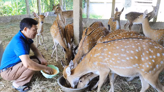 Tan muc huou 3 sung “sinh loc” cho gia dinh nong dan o Ha Tinh-Hinh-9