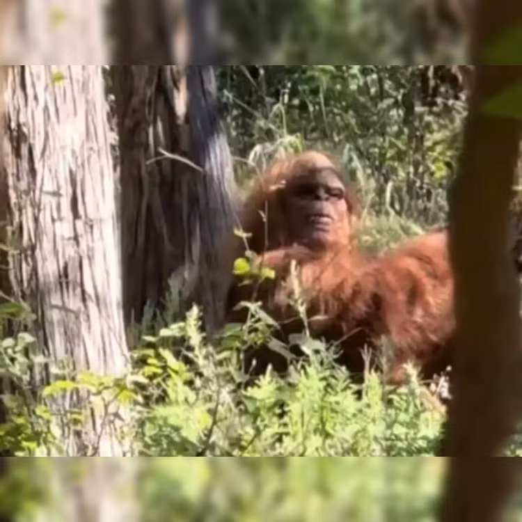 Hình ảnh mới nhất chứng minh Bigfoot hoàn toàn có thật? - Hình 4 Hinh anh moi nhat chung minh Bigfoot hoan toan co that?-Hinh-4