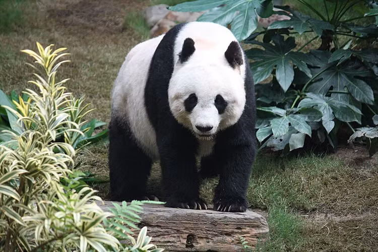 Ve ngoai bat ngo cua loai vat khien su tu phai 'de chung'-Hinh-8