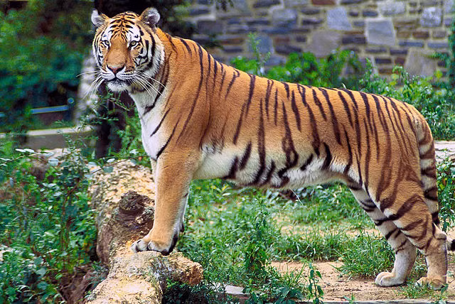 Ho Bengal da chet trong KDL Vuon Xoai quy hiem co nao?-Hinh-2