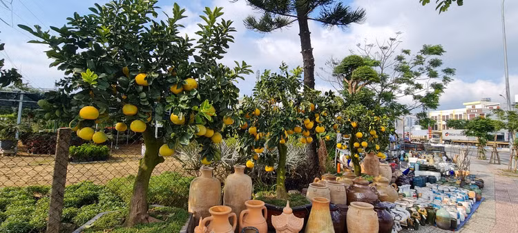 Da Nang - Hoi An: Quat, buoi deu dep, thi truong hoa Tet bat dau soi dong-Hinh-8