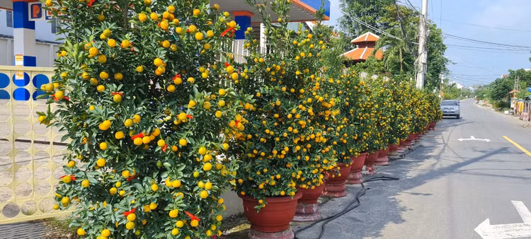 Da Nang - Hoi An: Quat, buoi deu dep, thi truong hoa Tet bat dau soi dong-Hinh-3