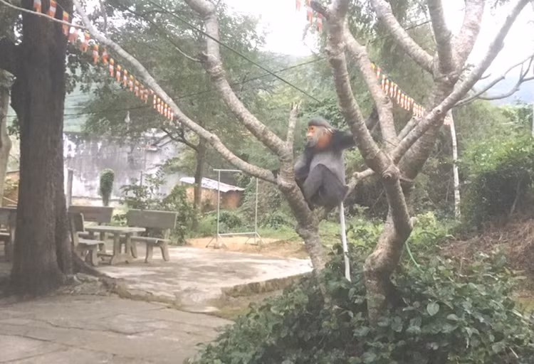 Voọc chà vá cực hiếm bất ngờ vào chùa Phú Yên "xin ăn" - Hình 5 Vooc cha va cuc hiem bat ngo vao chua Phu Yen