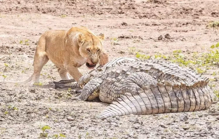 Giao tranh nảy lửa giữa sư tử và cá sấu, ê chề cái kết - Hình 8 Giao tranh nay lua giua su tu va ca sau, e che cai ket-Hinh-8