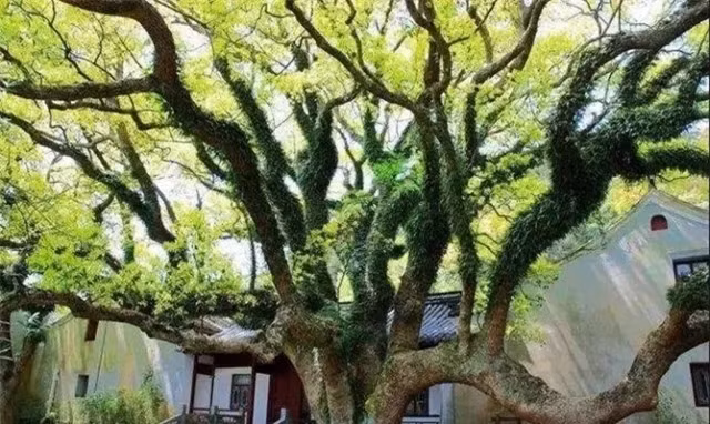 Loài cây hiếm nhất trên thế giới, được bảo vệ nghiêm ngặt 24/24 Loai cay hiem nhat tren the gioi, duoc bao ve nghiem ngat 24/24