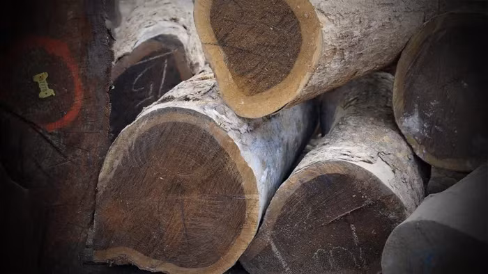 Tận mục loại gỗ đắt đỏ nhất hành tinh, đại gia thi nhau lùng - Hình 5 Tan muc loai go dat do nhat hanh tinh, dai gia thi nhau lung-Hinh-5