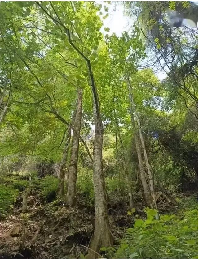 Loài cây chỉ còn 5 cá thể trên Trái Đất, quý hơn kim cương - Hình 5 Loai cay chi con 5 ca the tren Trai Dat, quy hon kim cuong-Hinh-5