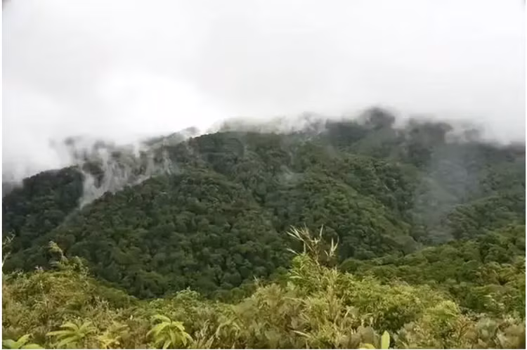 Loài cây chỉ còn 5 cá thể trên Trái Đất, quý hơn kim cương - Hình 6 Loai cay chi con 5 ca the tren Trai Dat, quy hon kim cuong-Hinh-6