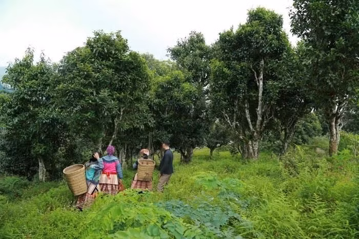 Ngam che Shan tuyet co thu duoc cong nhan Cay di san Viet Nam-Hinh-4