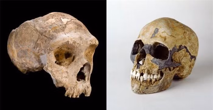 Người Neanderthal tuyệt chủng vì quan hệ tình cảm với... loài người? - Hình 8 Nguoi Neanderthal tuyet chung vi quan he tinh cam voi... loai nguoi?-Hinh-8