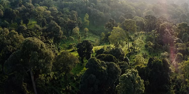 Thành Cát Tư Hãn khiến lượng carbon dioxide “khủng” biến khỏi khí quyển? - Hình 8 Thanh Cat Tu Han khien luong carbon dioxide “khung” bien khoi khi quyen?-Hinh-8