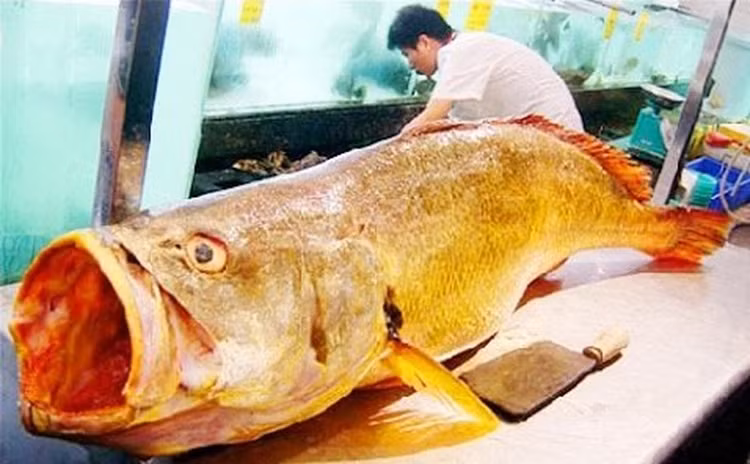 Loài cá cực quý ở Việt Nam, hàng tỷ đồng mỗi cân - Hình 2 Loai ca cuc quy o Viet Nam, hang ty dong moi can-Hinh-2