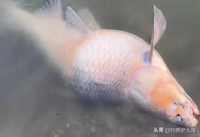 Câu được quái ngư khủng, lão nông lập tức hét lớn "Thả ngay ra!" - Hình 2 Cau duoc quai ngu khung, lao nong lap tuc het lon