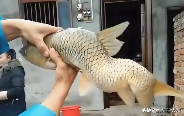 Câu được quái ngư khủng, lão nông lập tức hét lớn "Thả ngay ra!" - Hình 4 Cau duoc quai ngu khung, lao nong lap tuc het lon