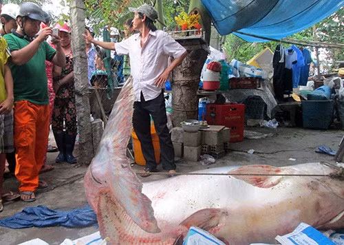 Rung minh bo ba “thuy quai” dang so nhat thong tri song Me Kong-Hinh-5