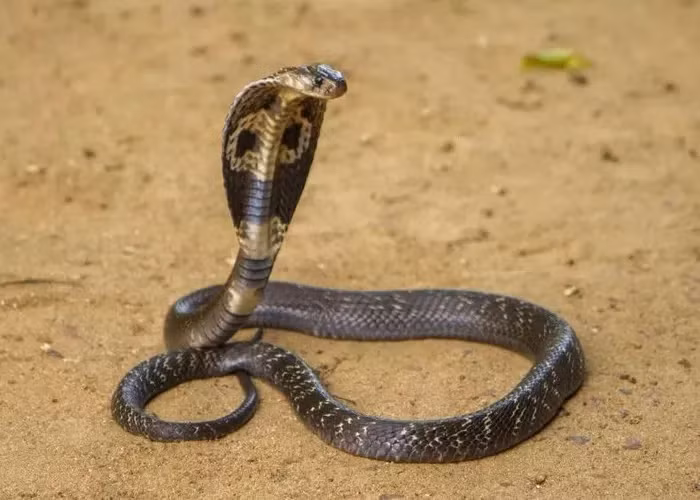 Hoảng hồn phát hiện 'quái thú' rình mò ngoài cửa - Hình 2 Hoang hon phat hien 'quai thu' rinh mo ngoai cua-Hinh-2