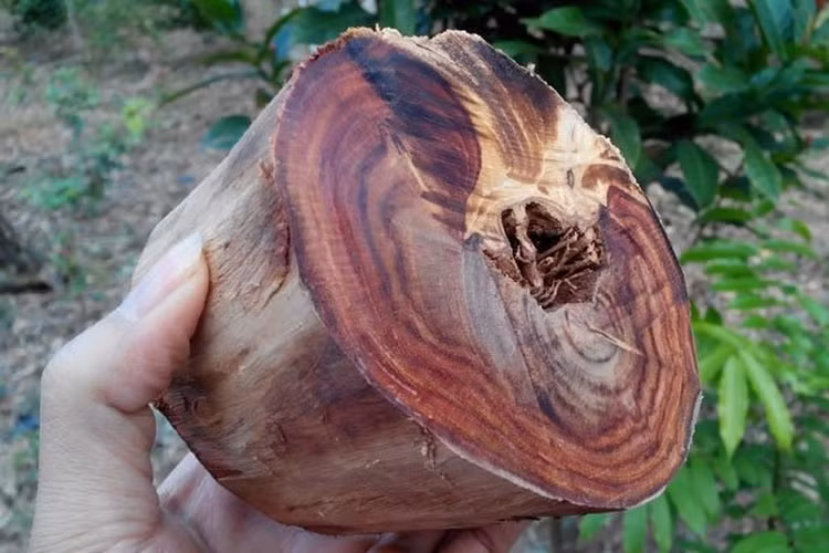 Đi thăm mộ thấy khúc gỗ lạ giật mình khi biết lai lịch thật - Hình 4 Di tham mo thay khuc go la giat minh khi biet lai lich that-Hinh-4