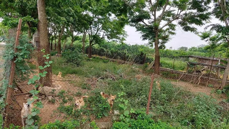 Đi thăm mộ thấy khúc gỗ lạ giật mình khi biết lai lịch thật - Hình 8 Di tham mo thay khuc go la giat minh khi biet lai lich that-Hinh-8