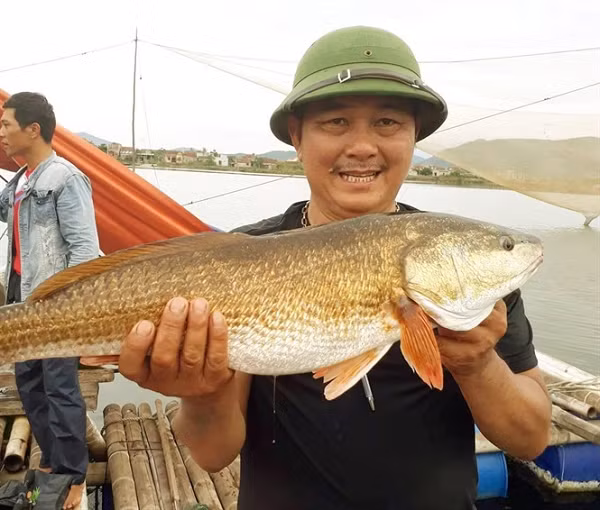 Ca the gioi khat khao so huu loai ca dat do nhat Viet Nam nay-Hinh-4