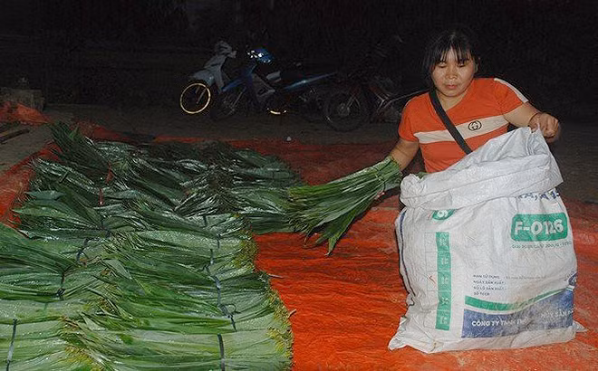 Loai la rung day o Viet Nam, ra nuoc ngoai thanh hang hot-Hinh-9